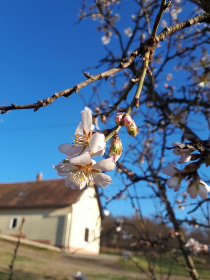 Kéknefelejcs Vendégház Tapolca Esterno foto