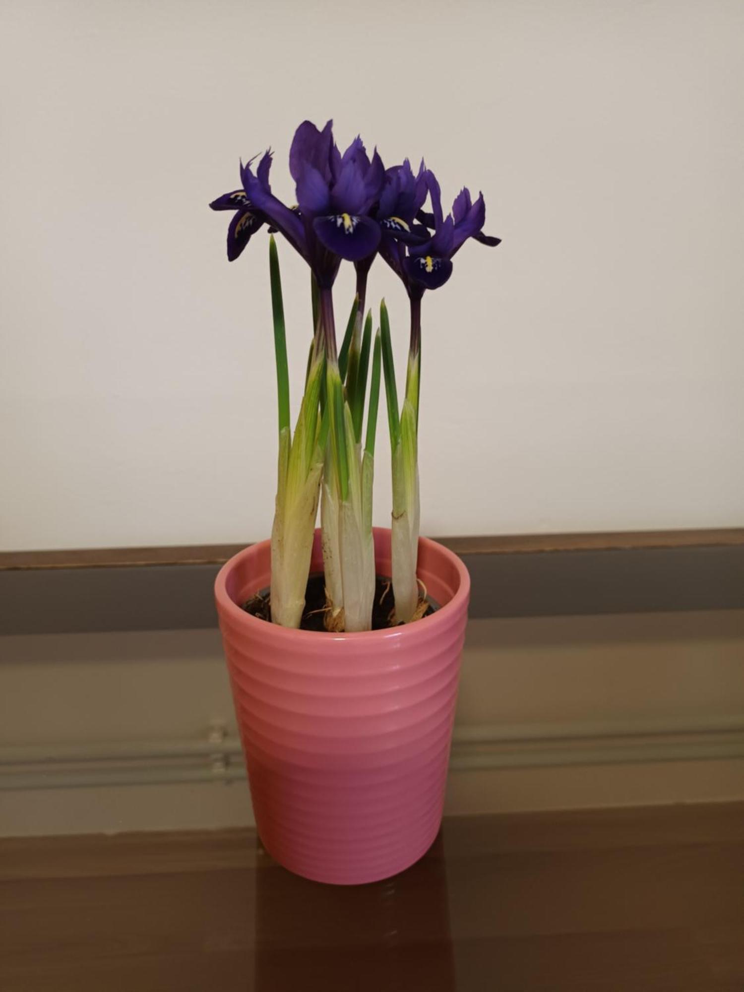 Kéknefelejcs Vendégház Tapolca Esterno foto