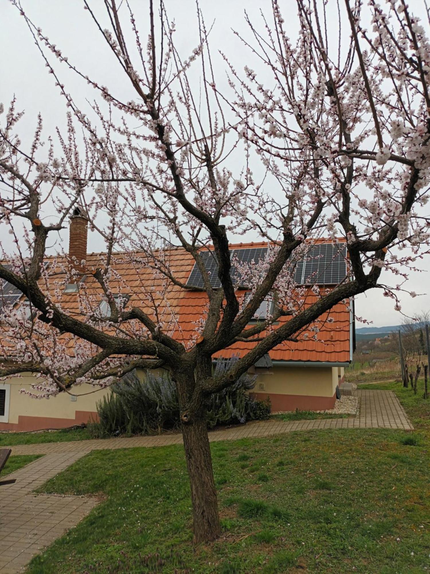 Kéknefelejcs Vendégház Tapolca Esterno foto